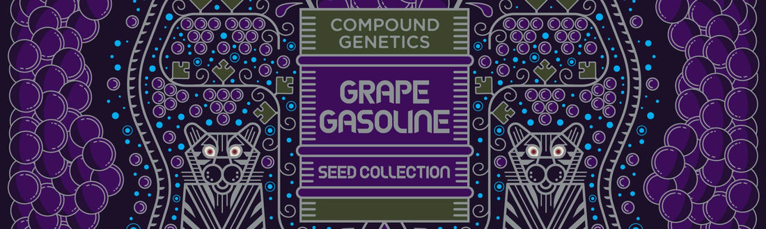 GRAPE GASOLINE VOLUME 2 BY COMPOUND GENETICS