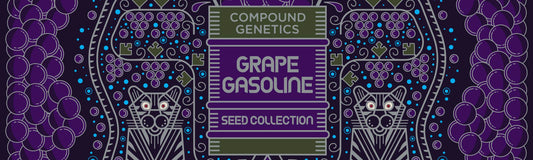 GRAPE GASOLINE VOLUME 2 BY COMPOUND GENETICS