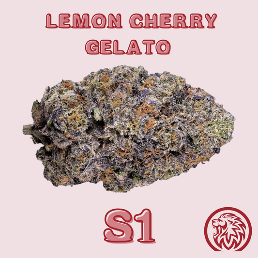 Lemon Cherry Gelato Seeds