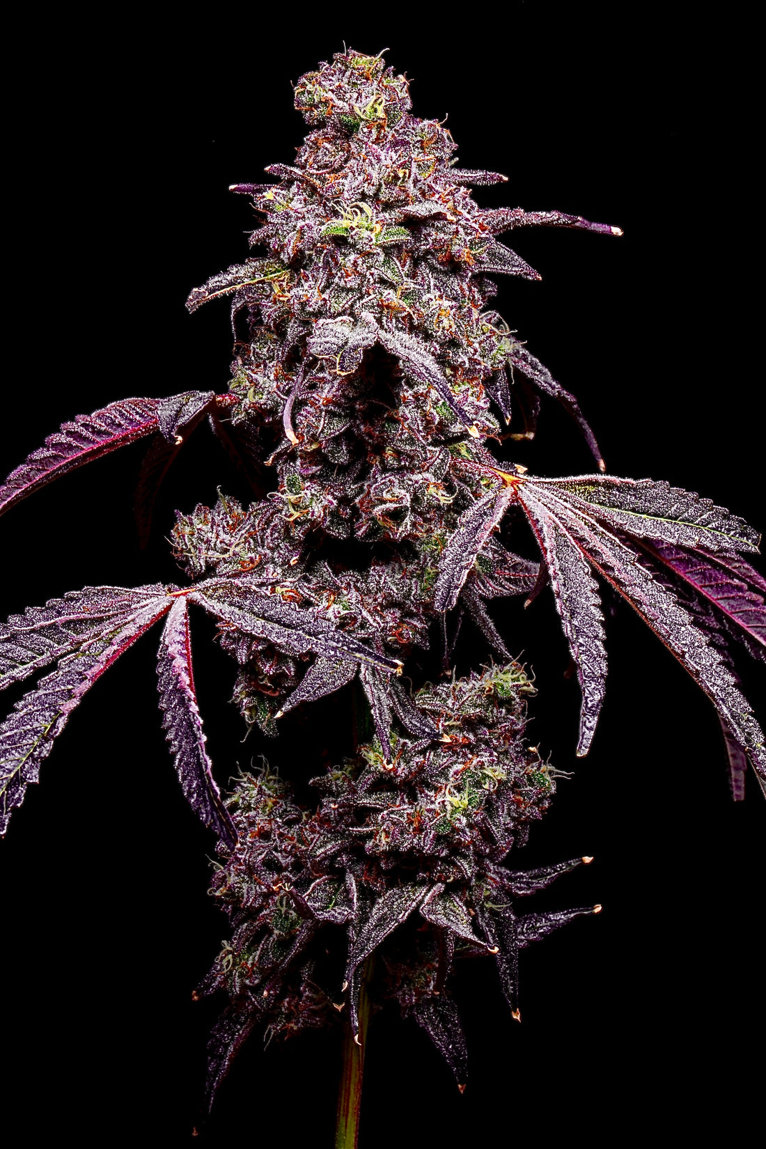 LIT FARMS,  apples n bananas x e85 x doggy bag freebie,   Lemon Cherry Gelato drop,   Popsicles (Ice Cream Runtz x LCG), Watermelon Martini (Melonatta x LCG),  Lemon Cherry Belts (Rainbow belts x LCG),  Lollipopz (Red Velvet Runtz x LCG