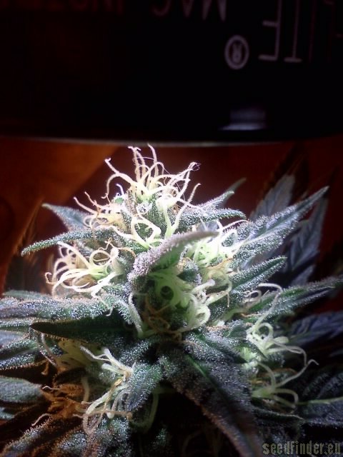 KUSHBERRY (FEM)