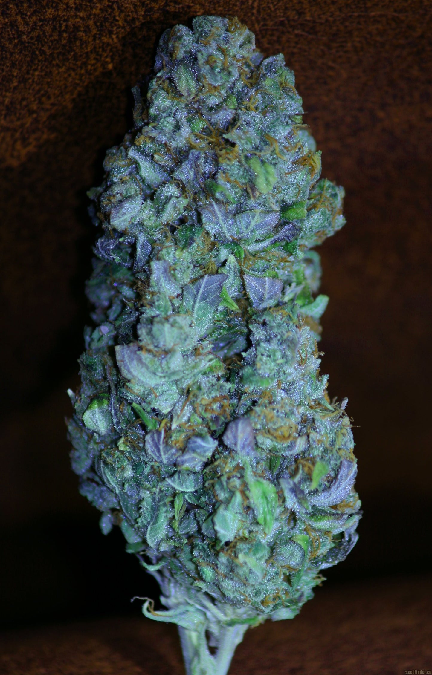 KANDY KUSH (FEM)
