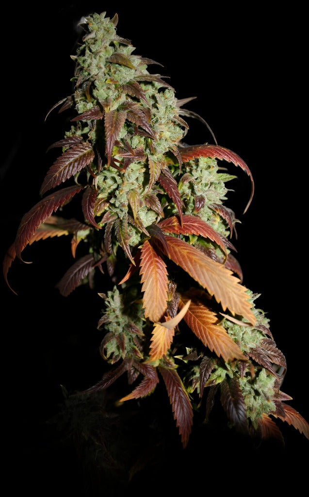 KANDY KUSH (FEM)