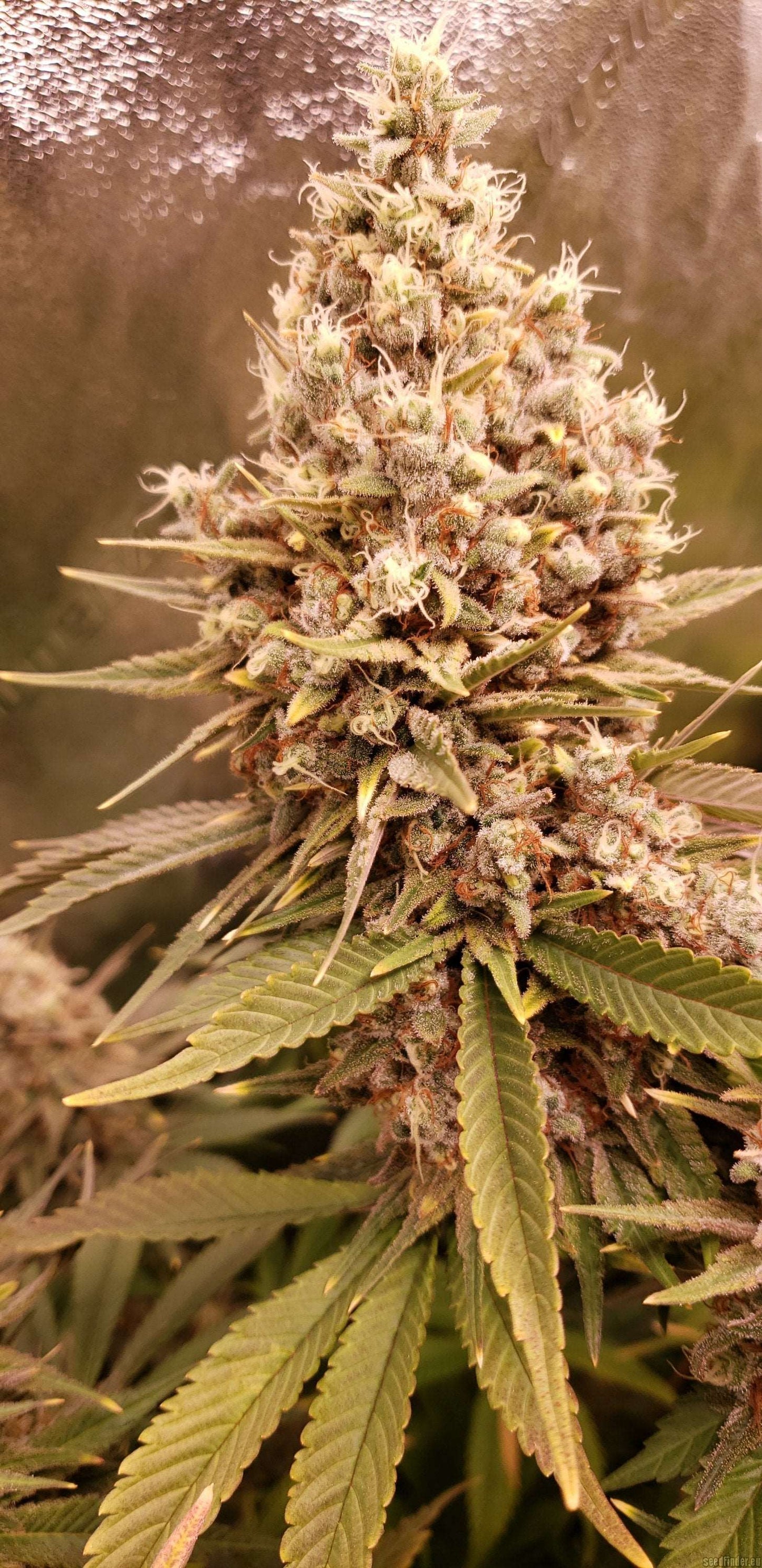 KUSHBERRY (FEM)