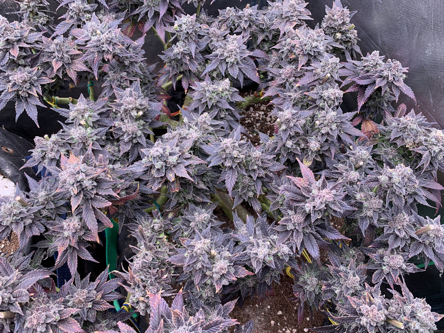 KANDY KUSH (FEM)