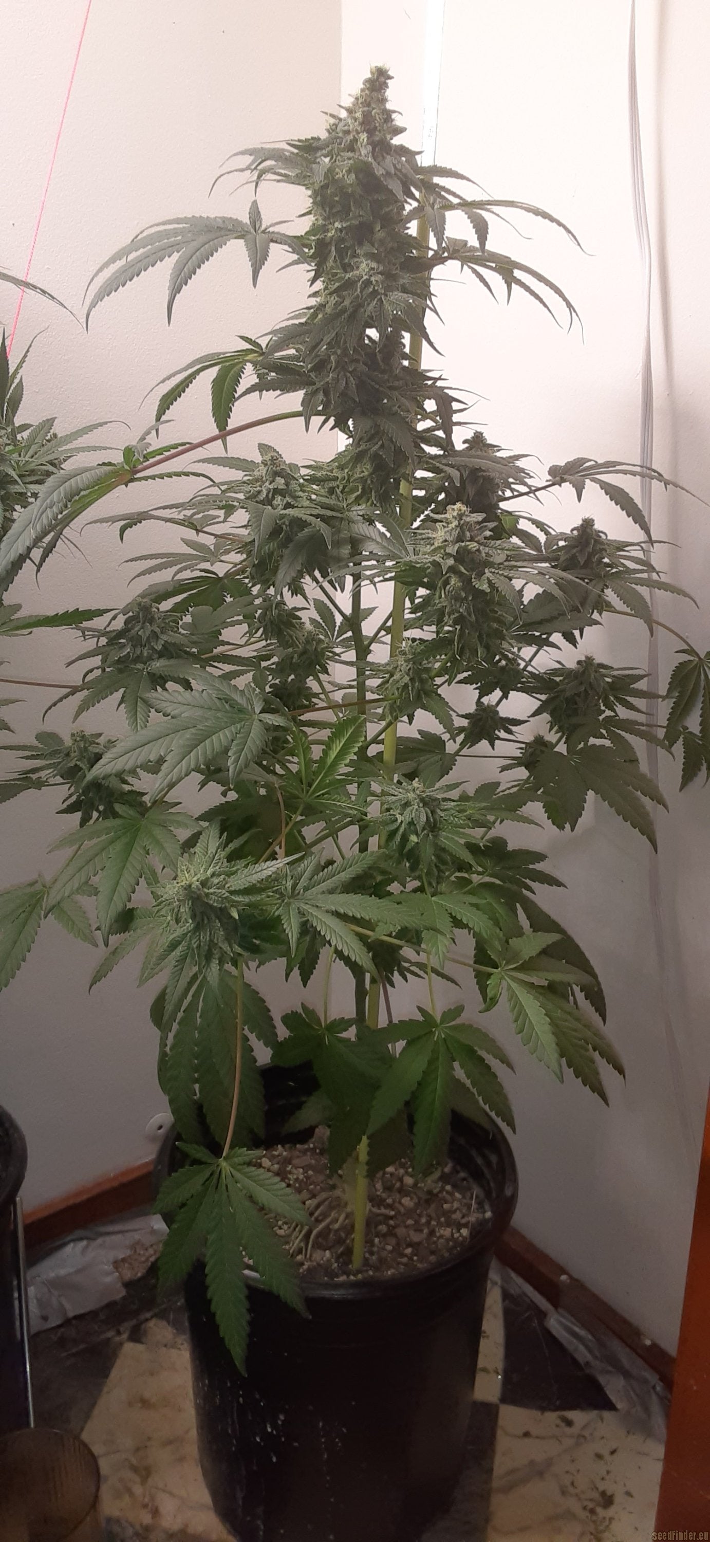 HOLY GRAIL KUSH (FEM)