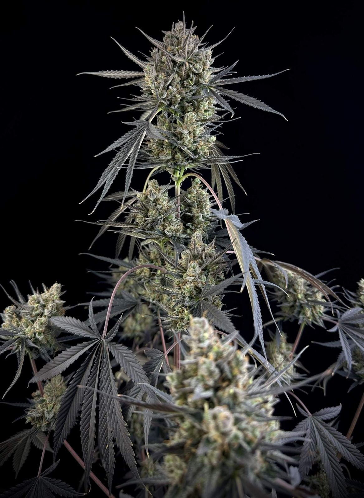 Pound Cake Auto (Fem)