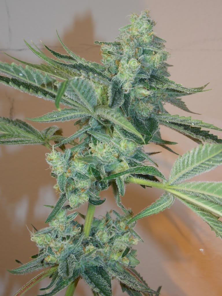 Girl Scout Cookies Feminized Seeds - 6 — Cali Connection