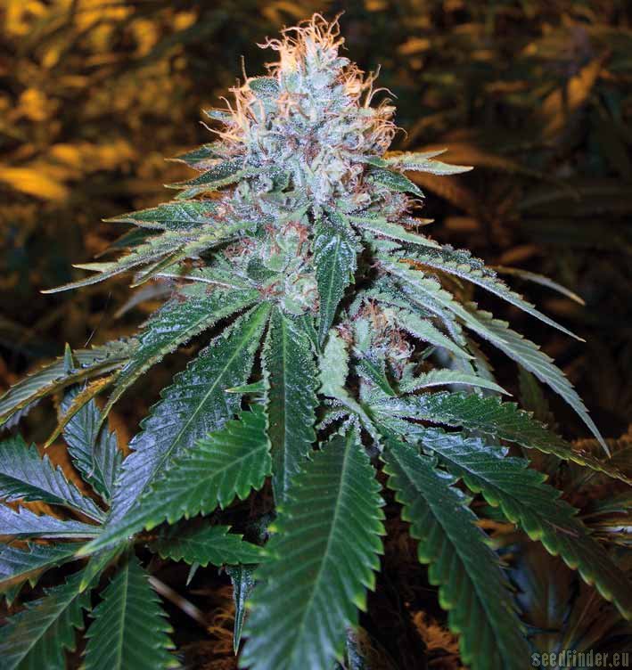 The OG #18 DNA GENETICS RESERVA PRIVADA FEMINIZED CANNABIS SEEDS