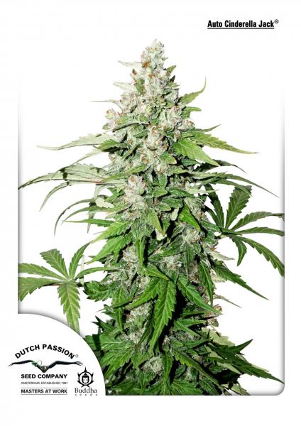 Cinderella Jack Auto Feminized Seeds — Dutch Passion