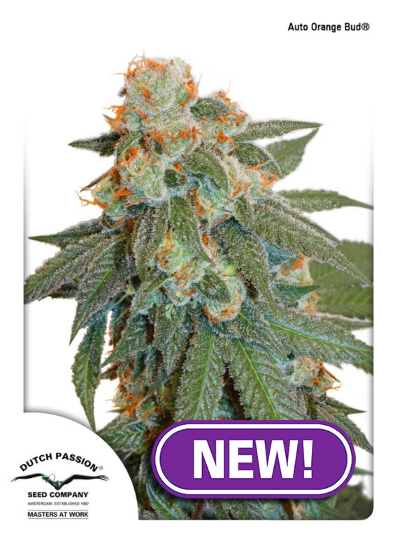 Orange Bud Auto Feminized Seeds — Dutch Passion