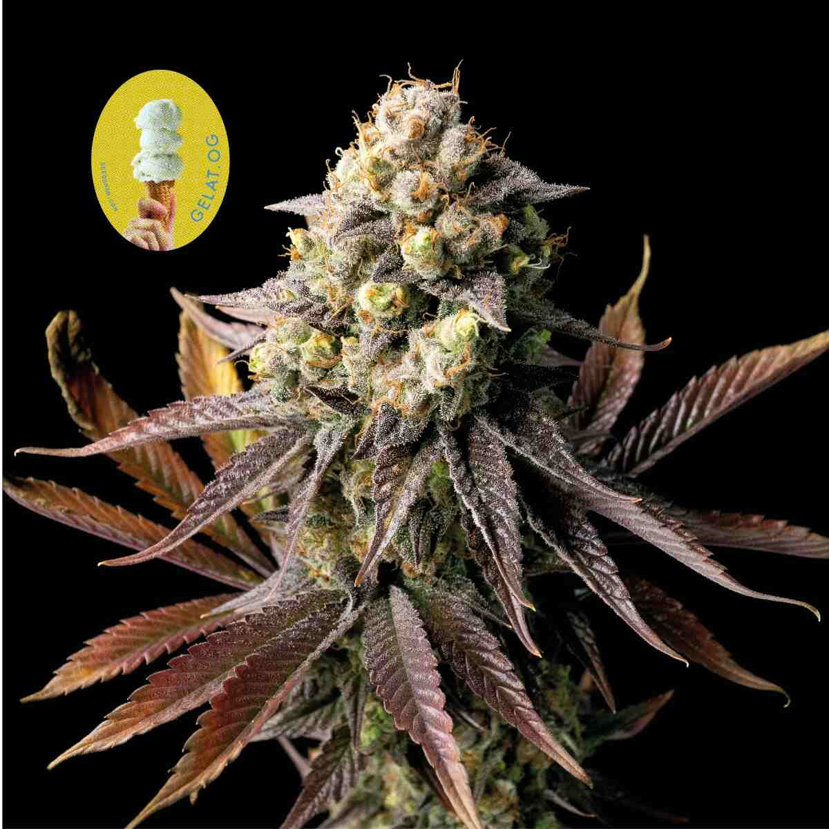 Gelat.OG Feminized Seeds — Seedsman