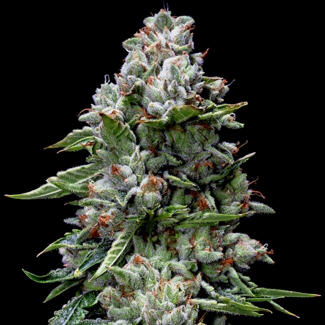 Kosher Kush Feminized Seeds — DNA Genetics