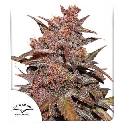 Blackberry Kush CBD Auto Feminized Seeds — Dutch Passion