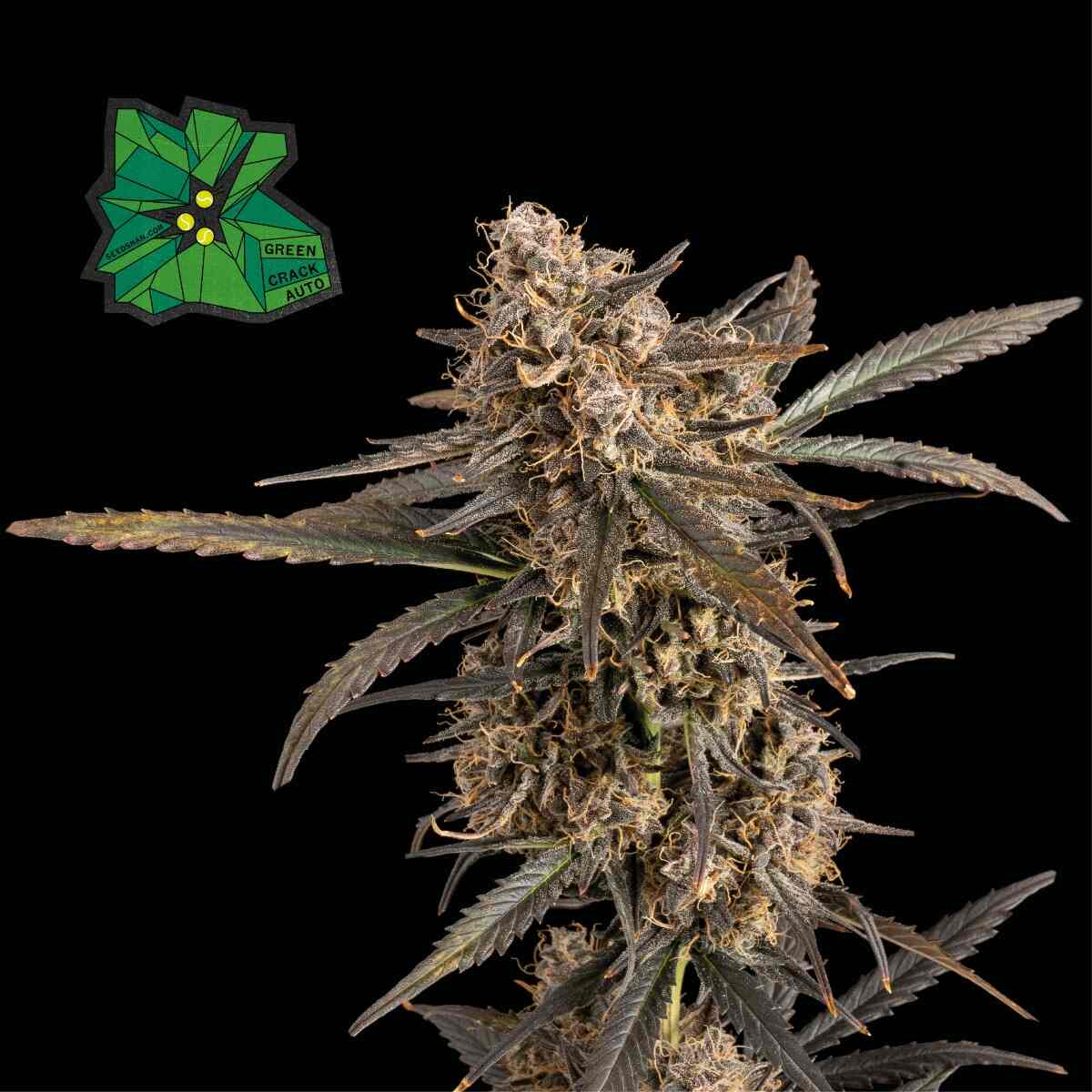 Green Crack Auto Feminized Seeds — Seedsman