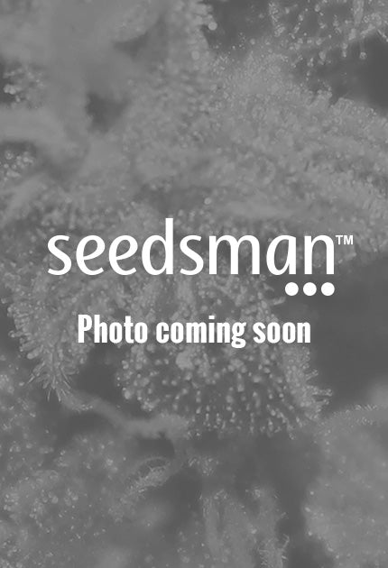 Skywalker Haze Auto Feminized Seeds — Dutch Passion