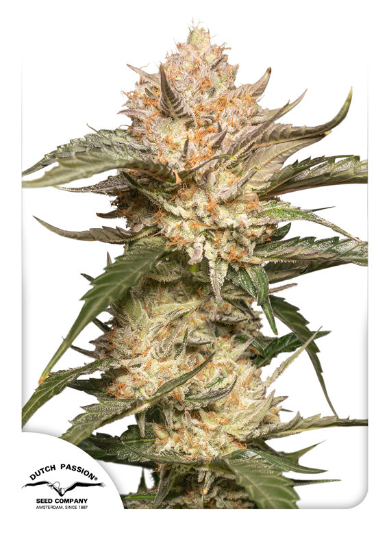 Trichome & Cream Auto Feminized Seeds — Dutch Passion