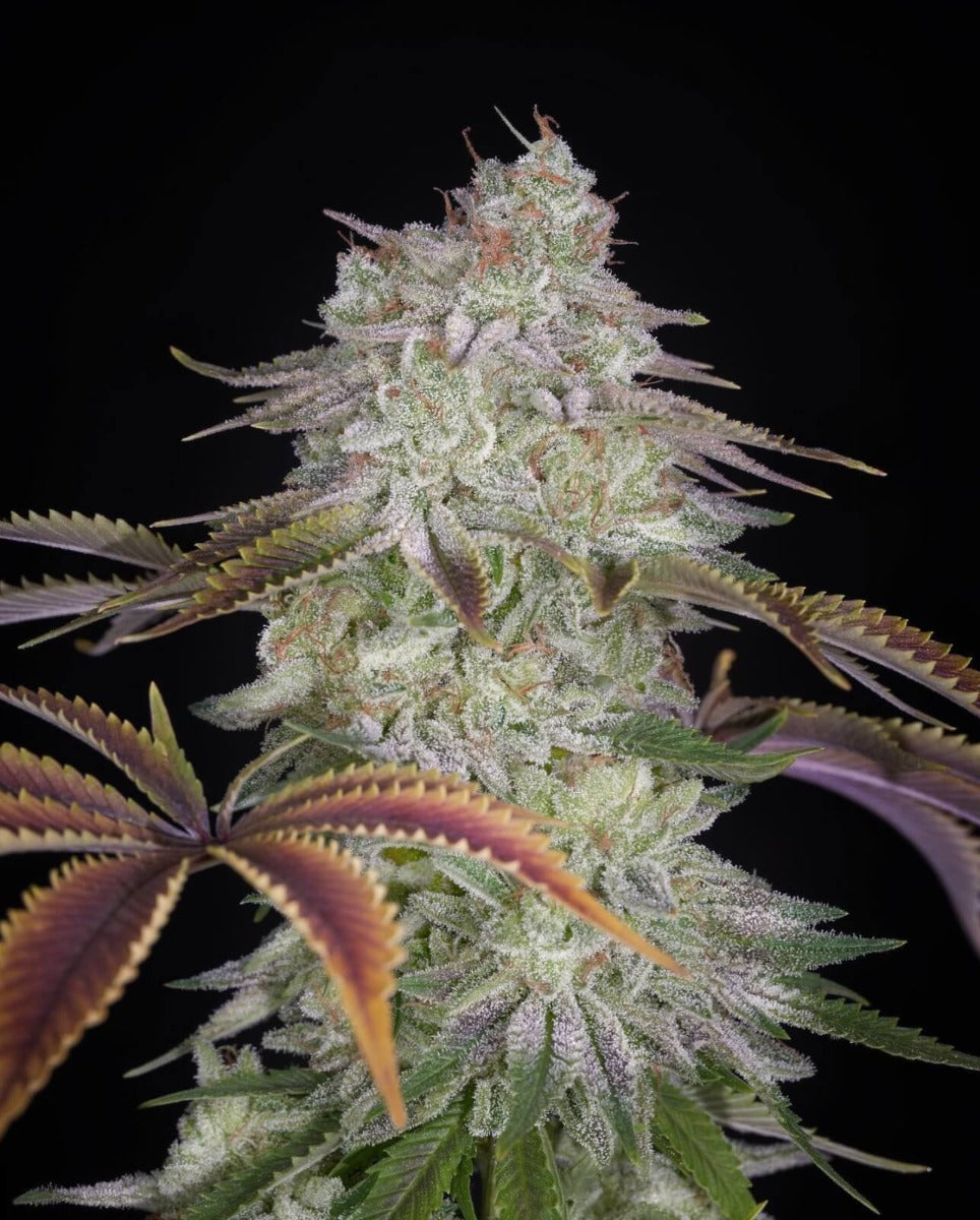 AlienZ Feminized Seeds — Greenhouse Seed Co.