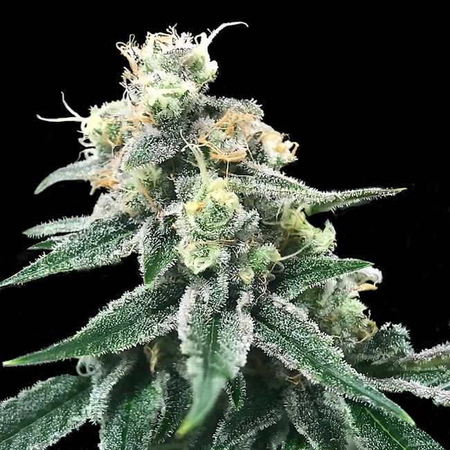 Swiss Miss Regular Seeds — DNA Genetics