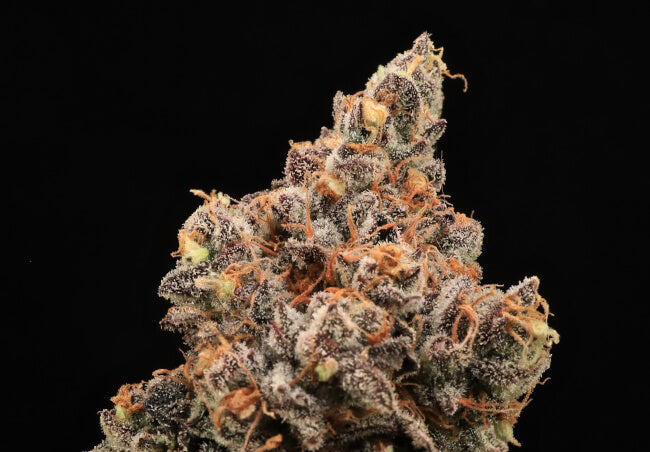The Pandalorian Feminized Seeds - 5 — Atlas Seed