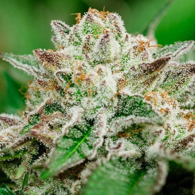 Cosmic Crashers Feminized Seeds - 5 — Atlas Seed