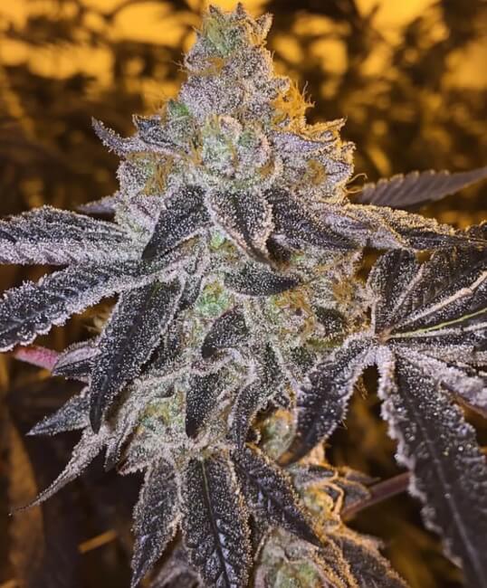 Gopher Glue FAST Feminized Seeds - 5 — Atlas Seed