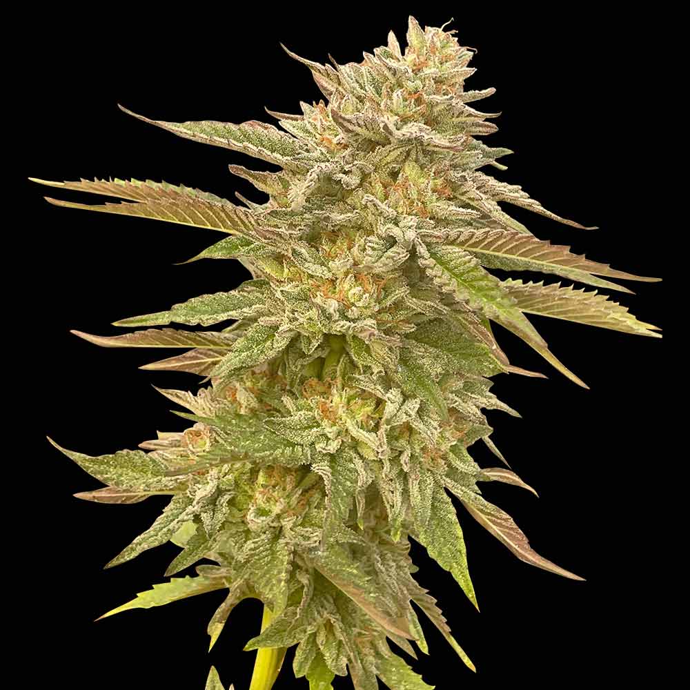 Pineapple OG Feminized Seeds — Seedsman