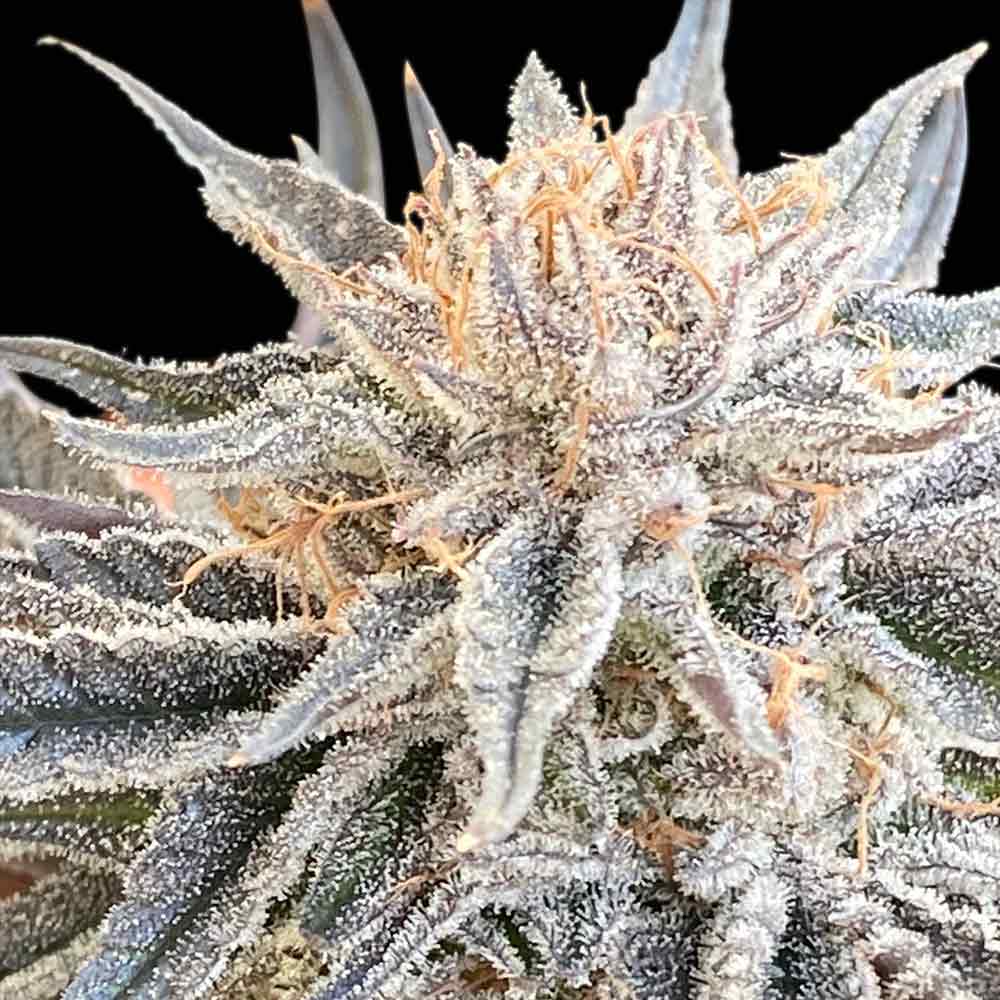 Alaskan Do-Si-Dos Feminized Seeds — Seedsman