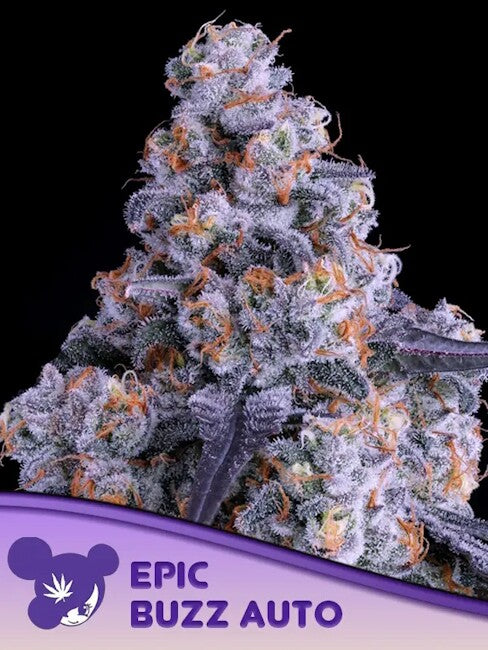 Epic Buzz Auto Feminized Seeds — Anesia Seeds