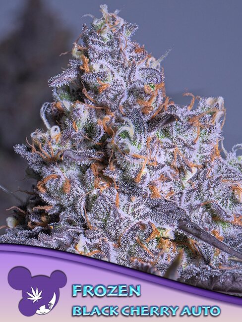 Frozen Black Cherry Auto Feminized Seeds — Anesia Seeds
