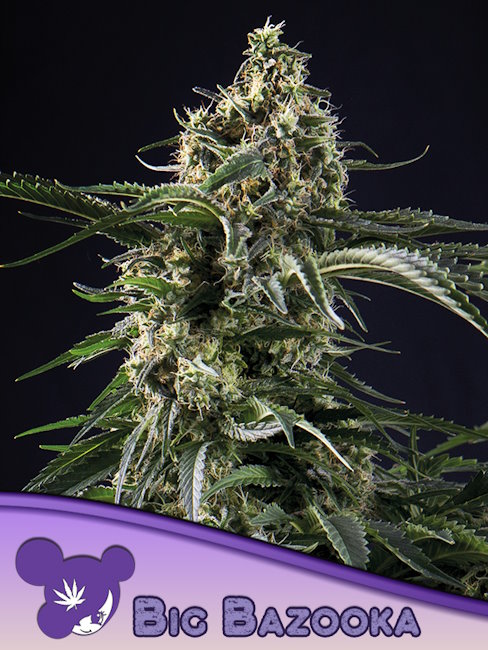 Big Bazooka Feminized Seeds — Anesia Seeds