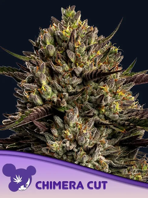 Chimera Cut Feminized Seeds — Anesia Seeds