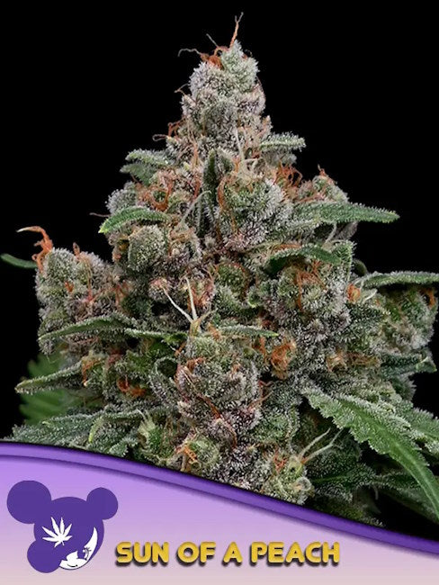 Sun of a Peach Feminized Seeds — Anesia Seeds