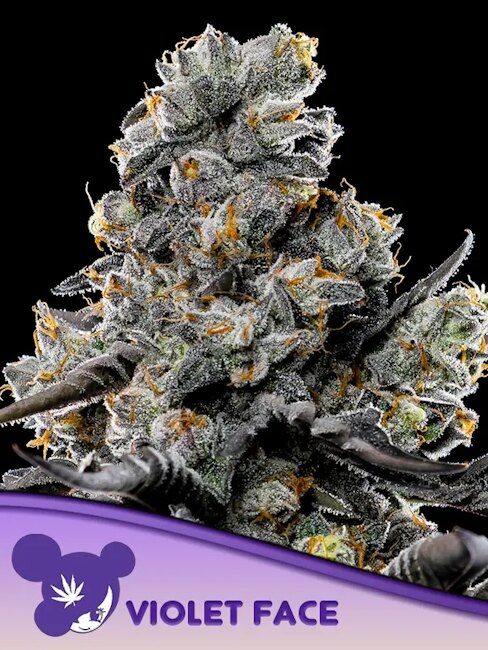 Violet Face Feminized Seeds - 5 — Anesia Seeds