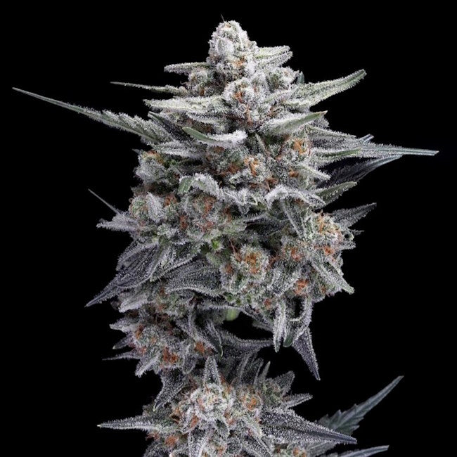 HG23 (Michael Jordan) Auto Feminized Seeds — DNA Genetics