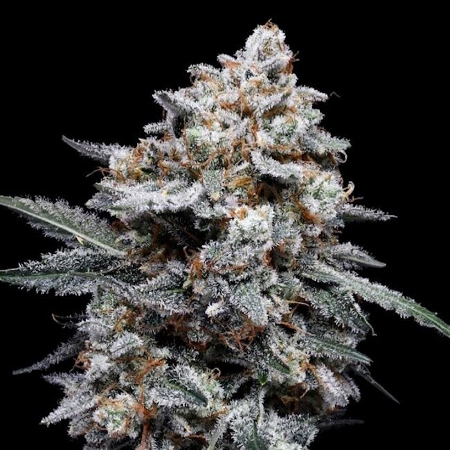 Patrick Swayze Auto Feminized Seeds — DNA Genetics