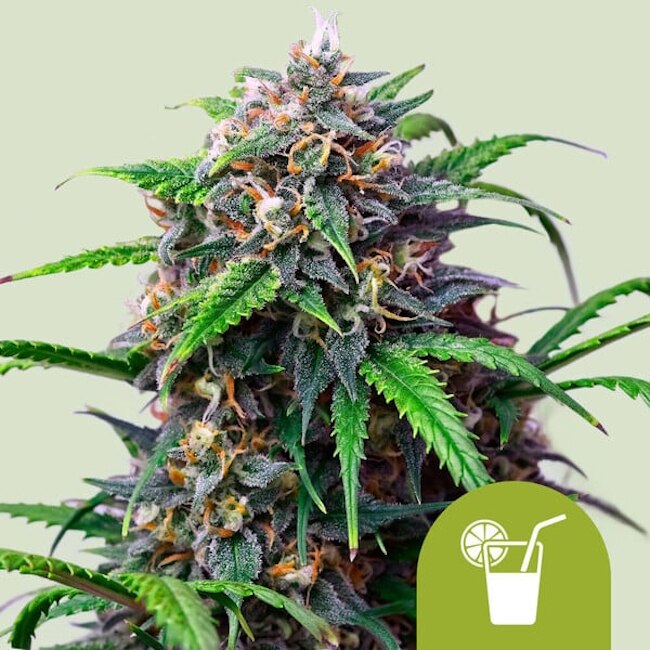Purple Lemonade Auto Feminized Seeds — Royal Queen Seeds