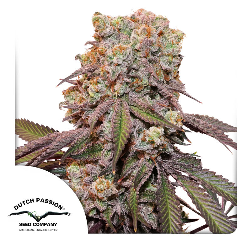 Candy Bubatz XL Auto Feminized Seeds - 7 — Dutch Passion