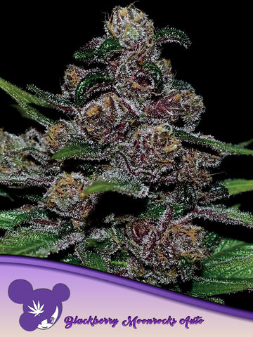 Blackberry Moonrocks Auto Feminized Seeds - 5 — Anesia Seeds