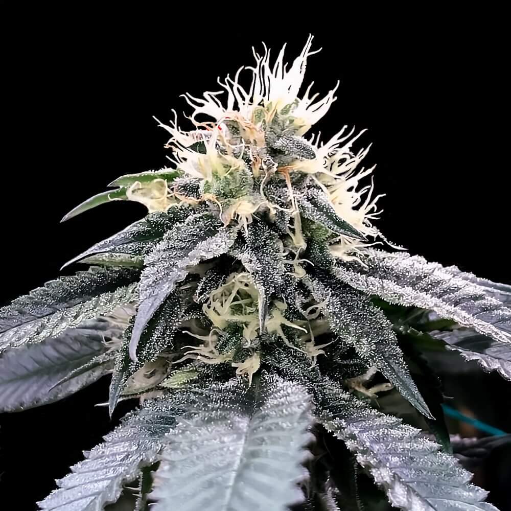 Green Crack Feminized Seeds - 5 — DNA Genetics