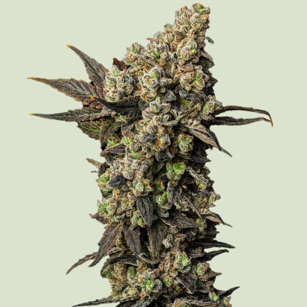 Astro Lemonade F1 Feminized Seeds - 5 — Royal Queen Seeds