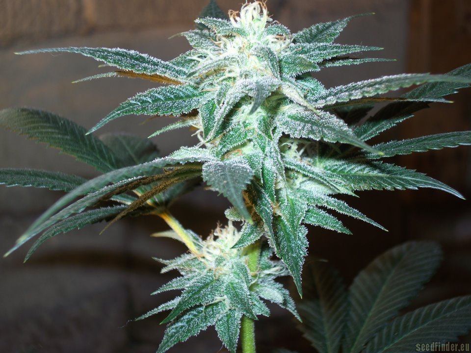 KUSHBERRY Strain by DNA GENETICS OG KUSH x BLUEBERRY FEMINIZED SEEDS