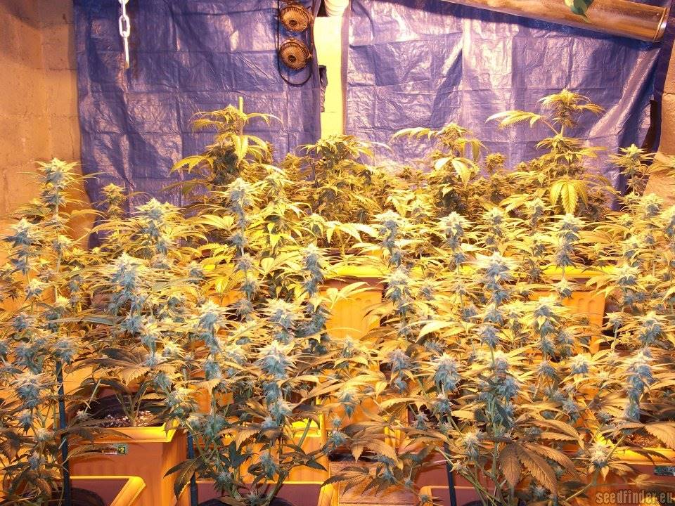 KUSHBERRY (FEM)