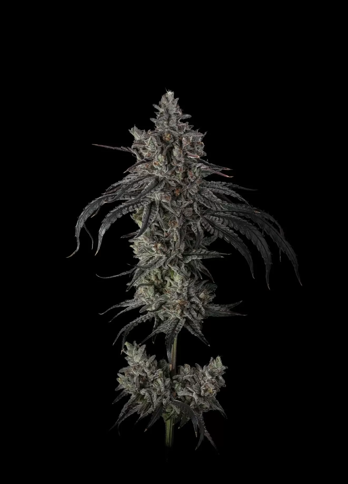 Zoda BX1 Feminized Seeds - 6 — Umami Seed Co.
