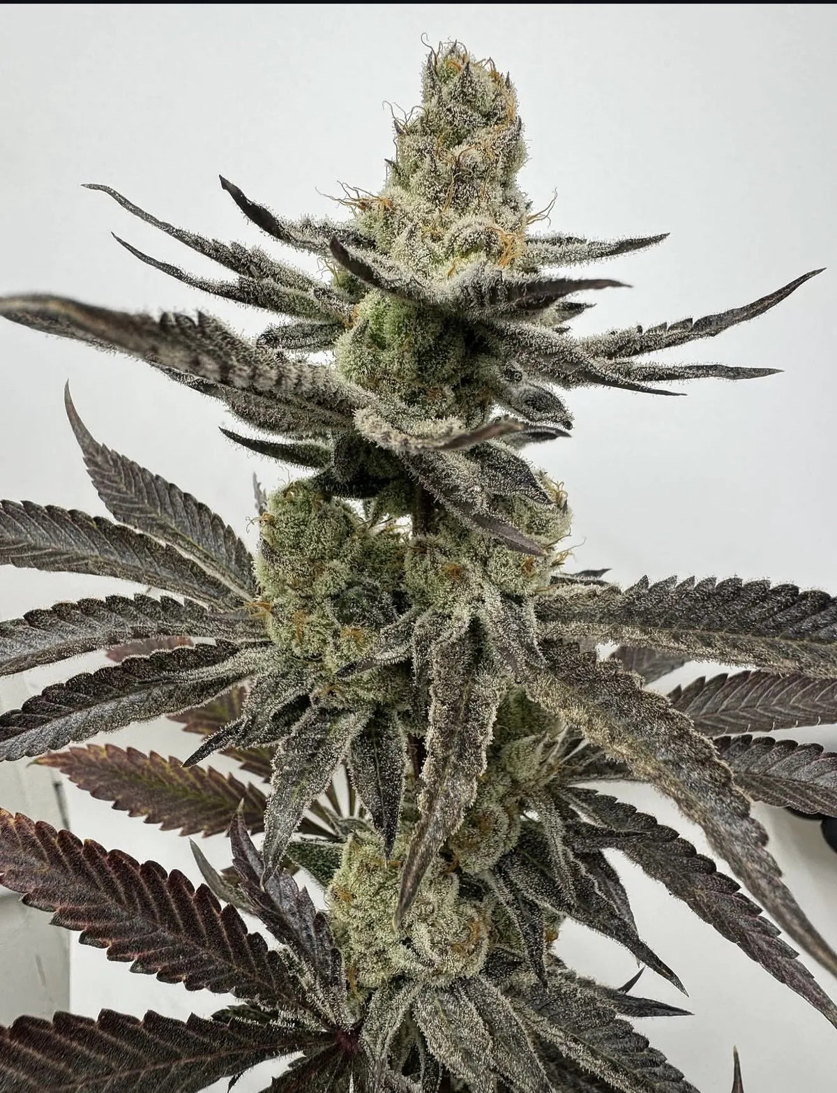 Melt Mode Feminized Seeds - 3 — Umami Seed Co.