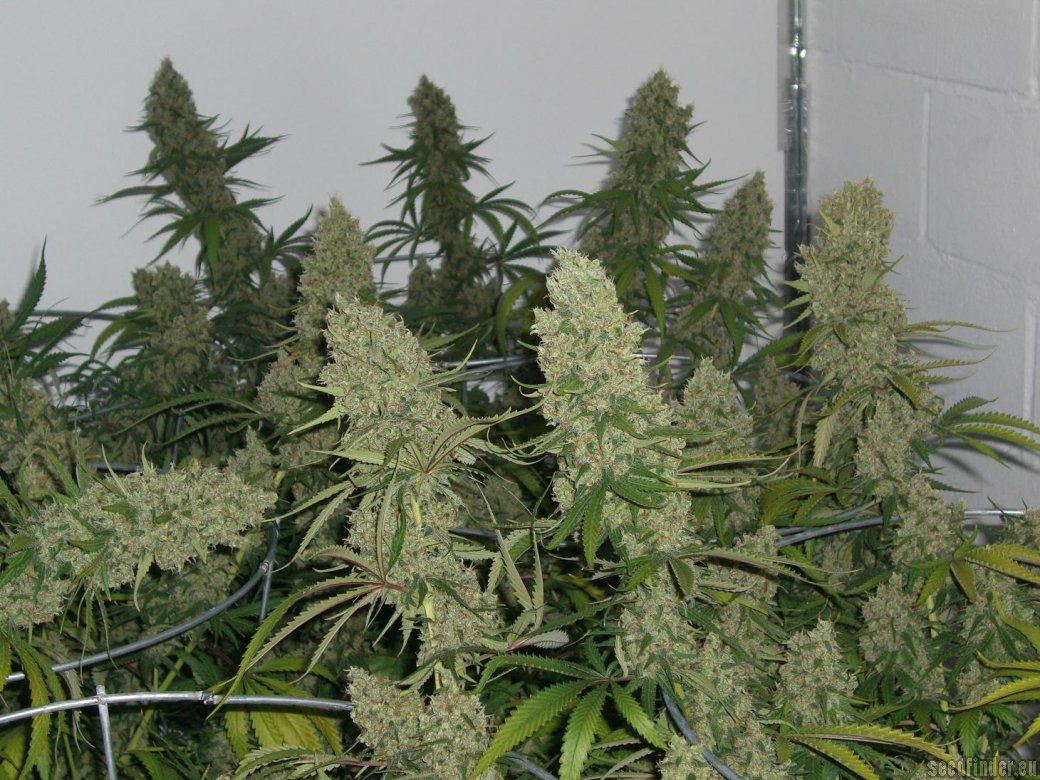 Super Silver Haze Feminized Cannabis Seeds