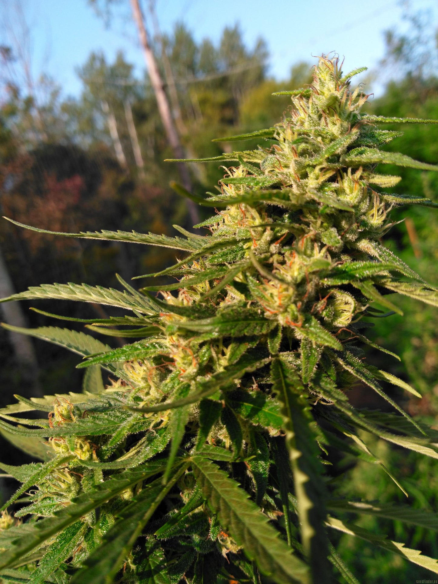 KANDY KUSH (FEM)