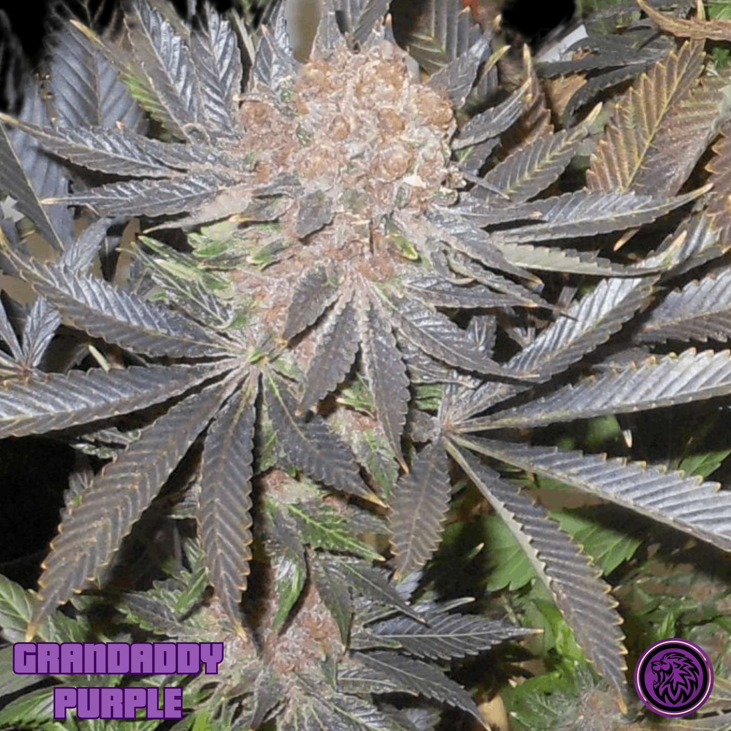 GRANDADDY PURPLE (FEM)
