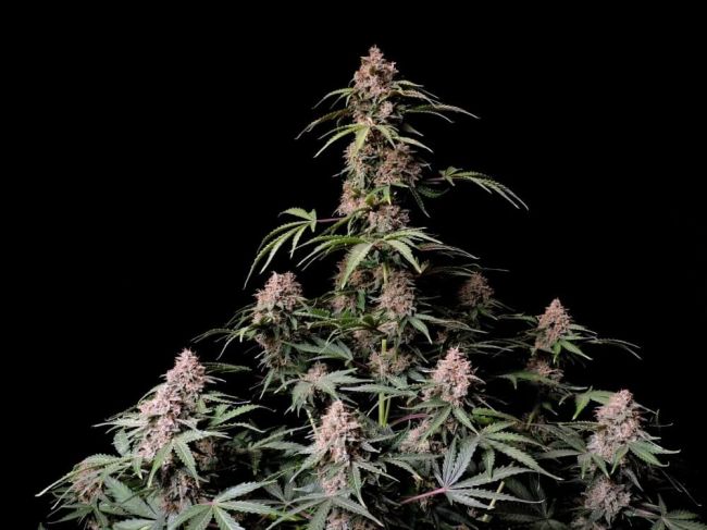 Amnesia Zkittlez Auto Fem seeds
