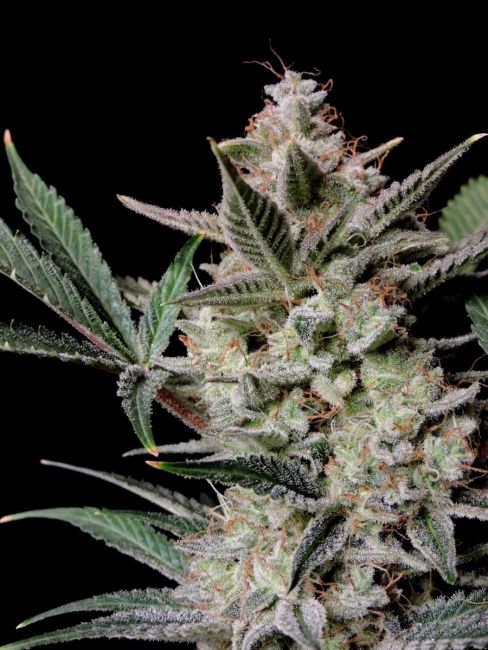 Strawberry Gorilla Auto Fem